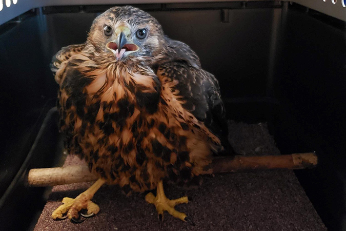 A Northern goshawk rescued by Henderson  A Northern goshawk rescued by Henderson