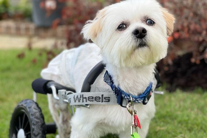 Bonzo was found and rescued by Saving Hope. The Hedricks saw a video of him unable to walk and knew he needed their help. They helped the organization raise money to cover his wheelchair.   Bonzo was found and rescued by Saving Hope. The Hedricks saw a video of him unable to walk and knew he needed their help. They helped the organization raise money to cover his wheelchair.