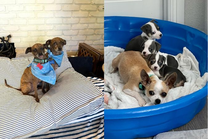 Sigmund and Freud, left, are a bonded pair of Italian greyhound mixes who are loving lap dogs. Roxi, right, was found as a pregnant stray by Saving Hope. The Hedricks fostered Roxi and adopted two puppies from the litter.    Sigmund and Freud, left, are a bonded pair of Italian greyhound mixes who are loving lap dogs. Roxi, right, was found as a pregnant stray by Saving Hope. The Hedricks fostered Roxi and adopted two puppies from the litter.