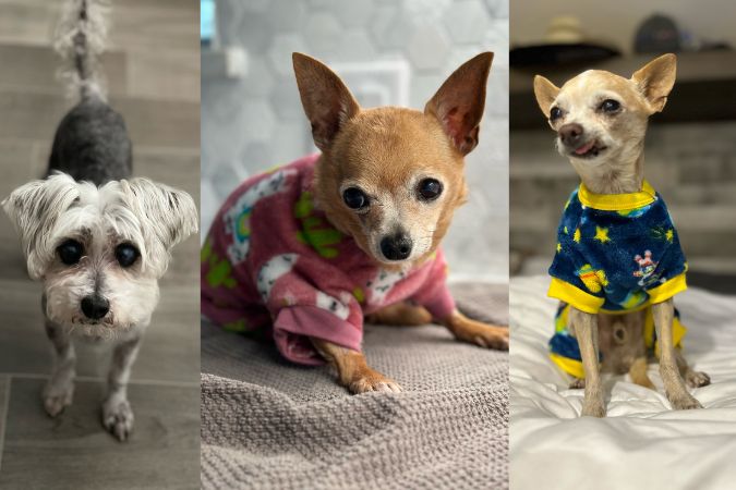 Poncho, Rosie, and Smitty were all in need of medical treatment when they were first brought in to Saving Hope Animal Rescue. The Hedricks took them in and fostered them to health.  Poncho, Rosie, and Smitty were all in need of medical treatment when they were first brought in to Saving Hope Animal Rescue. The Hedricks took them in and fostered them to health.