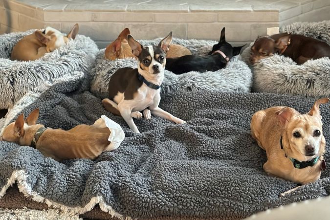 All of the Hedricks’ current foster dogs.  All of the Hedricks’ current foster dogs.